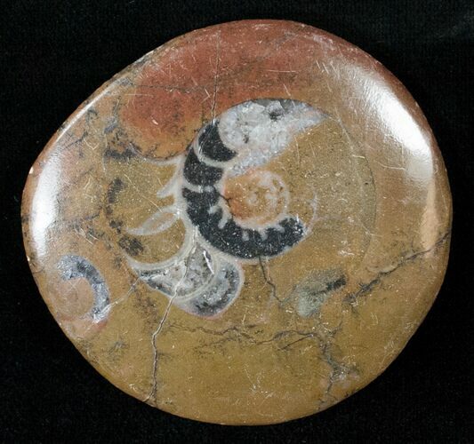 Polished Goniatite Button - Morocco #14629
